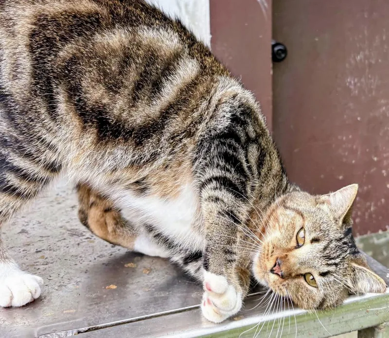 An adult medium-sized male Tabby (Brown / Chocolate) Domestic Short Hair cat named Sweet Pea for adoption in LITTLE MOUNTAIN, SC