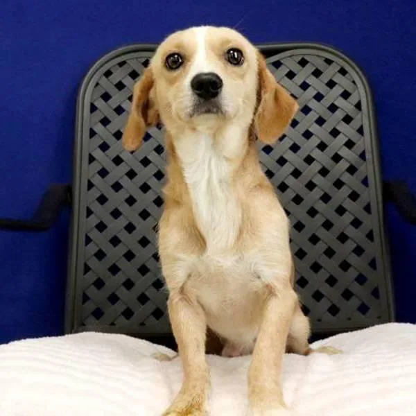 A young small-sized male Dachshund dog named Banjo for adoption in Fort Davis, TX