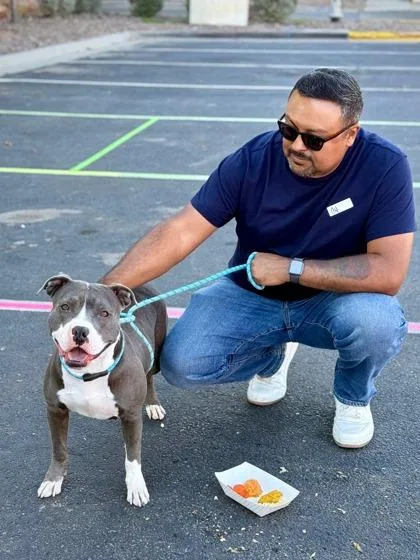 An adult medium-sized female Gray / Blue / Silver Pit Bull Terrier dog named Pure for adoption in El Paso, TX
