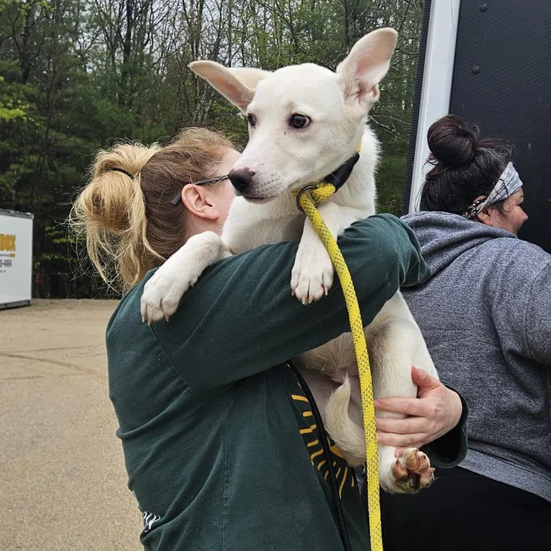 A young small-sized male White / Cream Husky dog named Mickey for adoption in Conway, NH