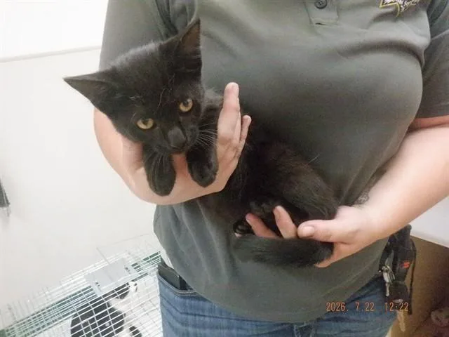 A baby small-sized female Domestic Short Hair cat named Black Out for adoption in Oroville, CA