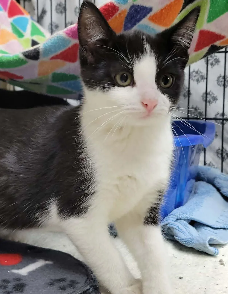 A baby medium-sized male Domestic Short Hair cat named Panda for adoption in Portage, WI