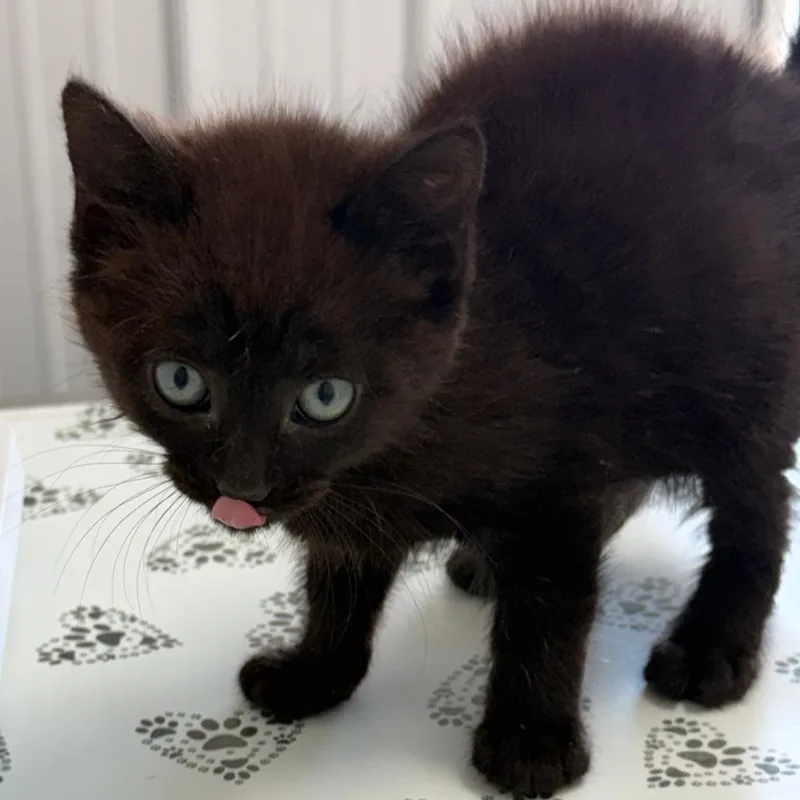 A baby small-sized male Gray / Blue / Silver Domestic Short Hair cat named Elmer for adoption in Lancaster, OH