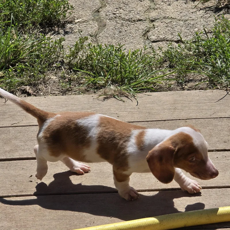 A baby small-sized male White / Cream Dachshund dog named Sparky for adoption in Zaleski, OH