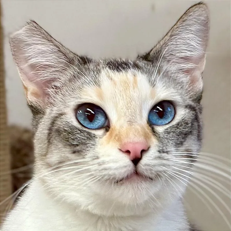 A young small-sized female Cream / Ivory Domestic Short Hair cat named Cotton for adoption in Pleasant Hill, CA