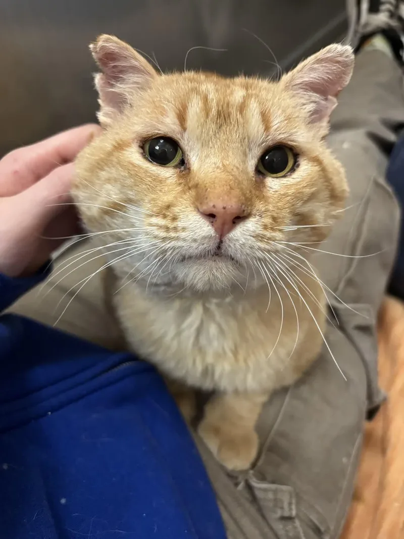 An adult medium-sized male Tabby (Orange / Red) Domestic Short Hair cat named Hendrix for adoption in Pueblo, CO