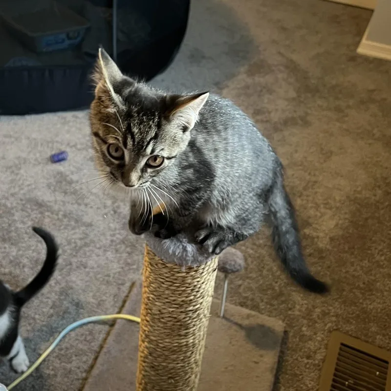 A baby small-sized male Brown / Chocolate Domestic Short Hair cat named Tyson for adoption in Birdsboro, PA