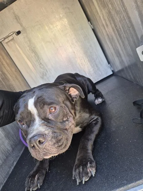 An adult medium-sized female American Bulldog dog named Lady for adoption in San Antonio, TX