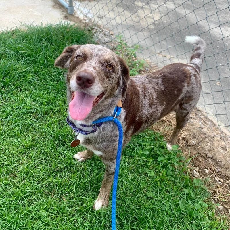 An adult medium-sized female Brown / Chocolate Catahoula Leopard Dog named Victory for adoption in Carencro, LA