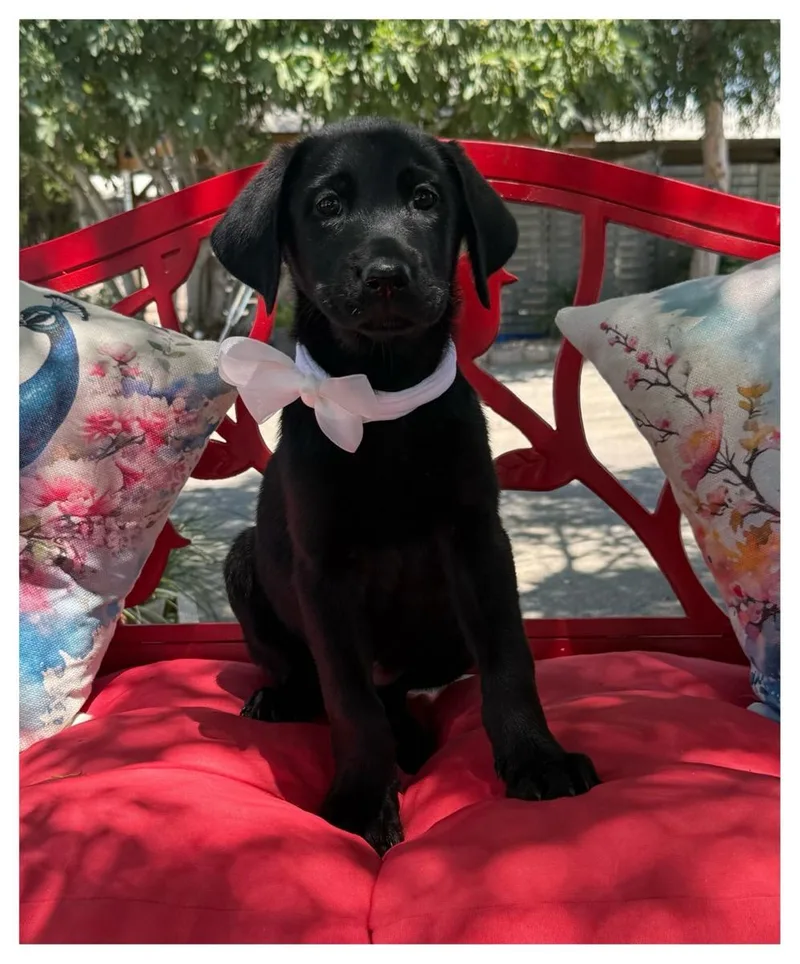 A young medium-sized female Black Labrador Retriever dog named Sydney for adoption in Temecula, CA
