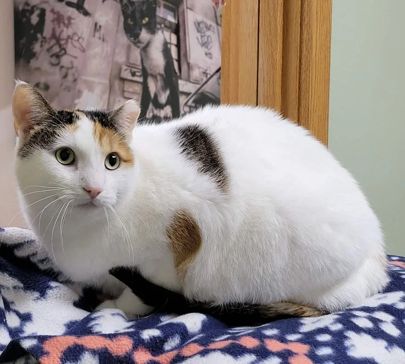 An adult large-sized female Calico cat named Calypso for adoption in Portage, WI