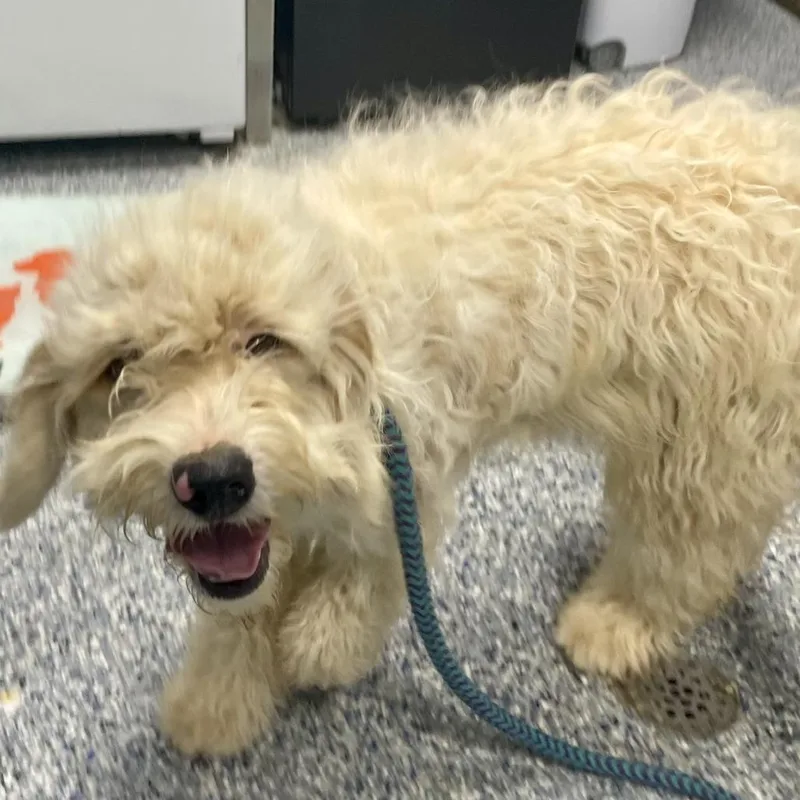 A young small-sized female White / Cream Mixed Breed dog named Angelica for adoption in Yanceyville, NC