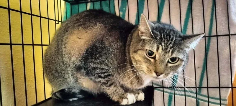 An adult medium-sized male Gray / Blue / Silver Domestic Short Hair cat named Otter for adoption in Boone, CO