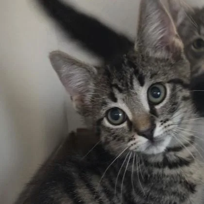 A baby small-sized male Domestic Short Hair cat named Kelp for adoption in Voorhees, NJ