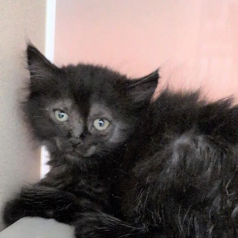 A baby small-sized female Black Domestic Medium Hair cat named Gorgonzola for adoption in Reno, NV