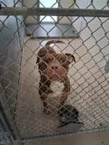 A young medium-sized male Tricolor (Brown, Black, & White) Pit Bull Terrier dog named Forest for adoption in Moline, IL