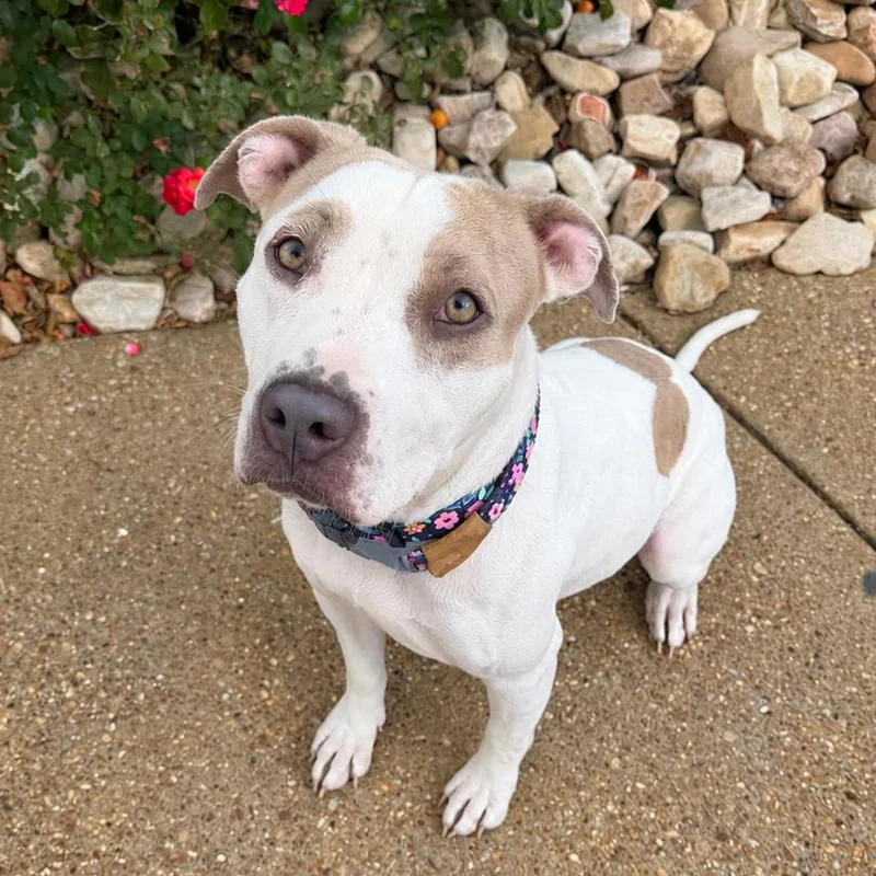 An adult medium-sized female White / Cream Pit Bull Terrier dog named Rhea for adoption in Chesapeake, VA
