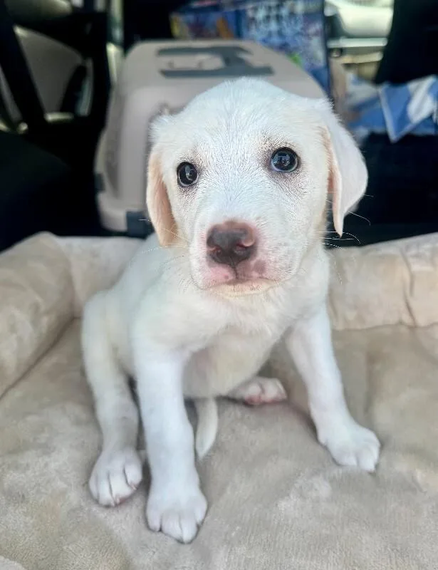 An adult medium-sized female Labrador Retriever dog named Ducky for adoption in Valley Village, CA
