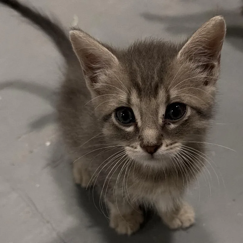 A baby small-sized male Gray / Blue / Silver Domestic Short Hair cat named Marty for adoption in Floresville, TX