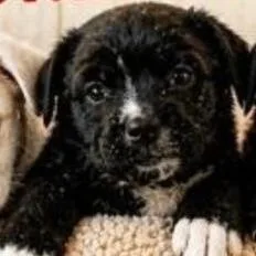 A baby small-sized male Black Labrador Retriever dog named Luke for adoption in Lenoir, NC