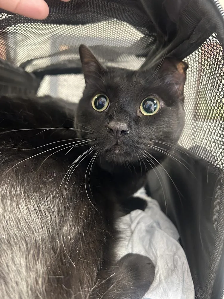 Luna