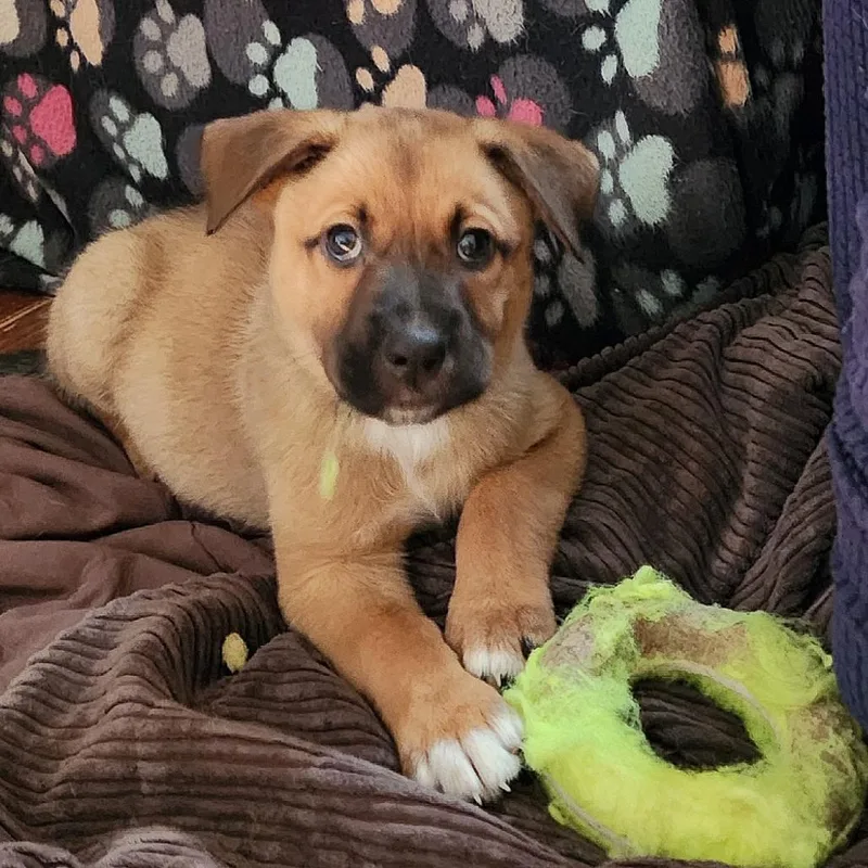 A baby medium-sized male Australian Shepherd dog named Scott Hoying for adoption in Joliet, IL