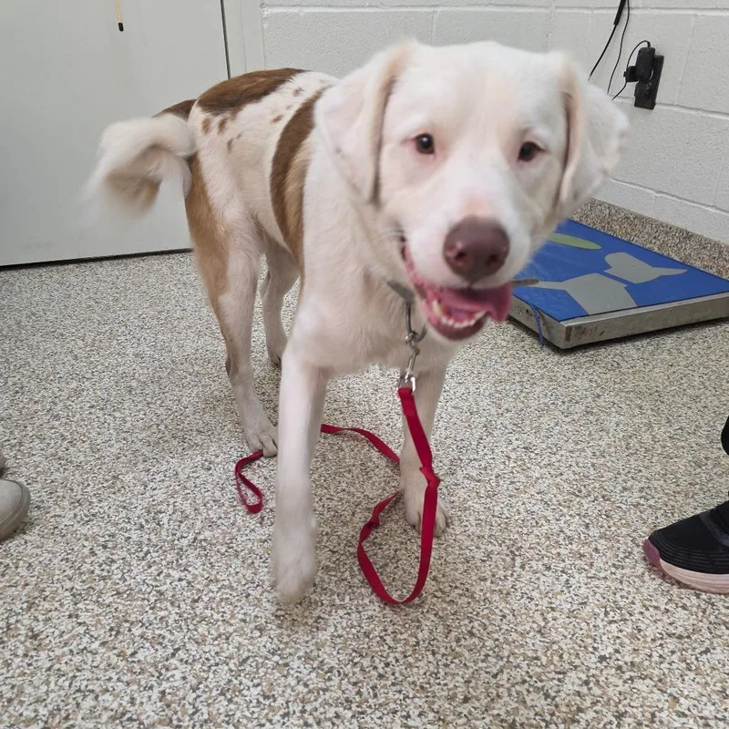 An adult medium-sized male White / Cream Mixed Breed dog named Cailou for adoption in Auburn, AL
