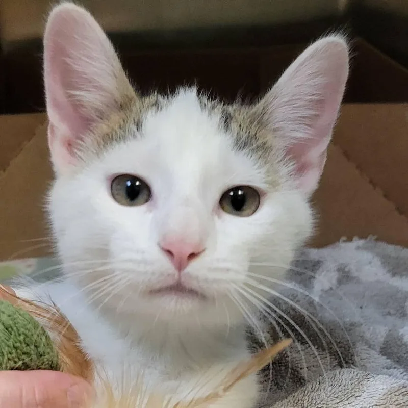 A young small-sized male White Domestic Short Hair cat named Edward for adoption in Milan, IL