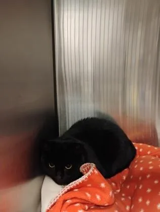 An adult medium-sized female Domestic Short Hair cat named Katy for adoption in Fallston, MD