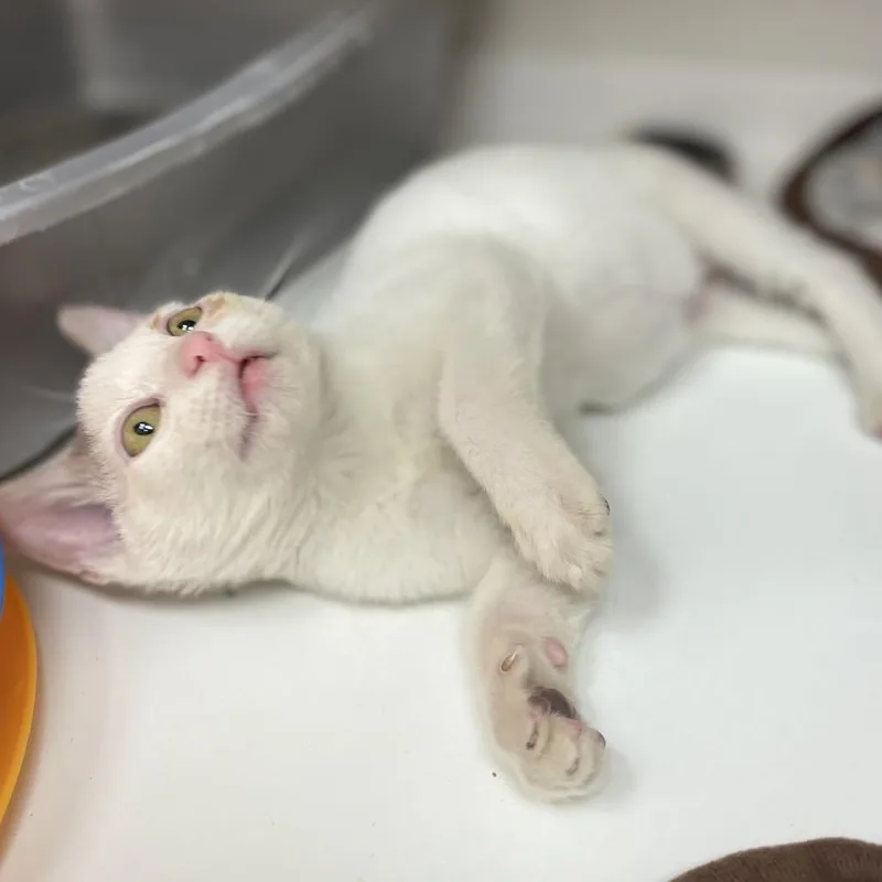 A baby small-sized male White Domestic Short Hair cat named Casper for adoption in Champaign, IL