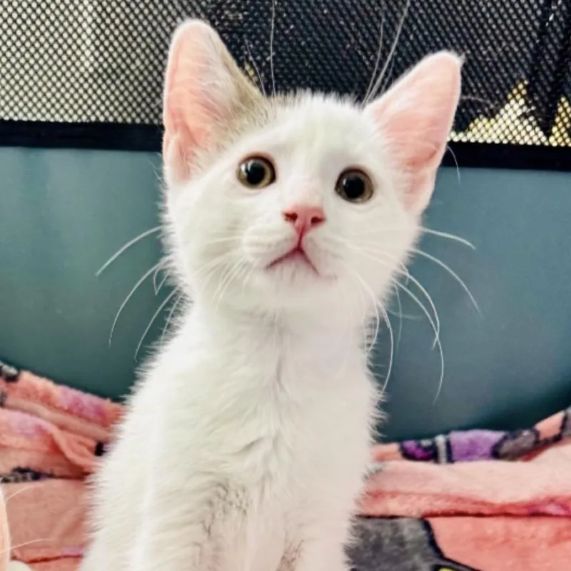 A baby small-sized male White Domestic Short Hair cat named Mochi for adoption in Westhampton, NY