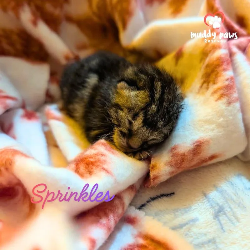 Sprinkles