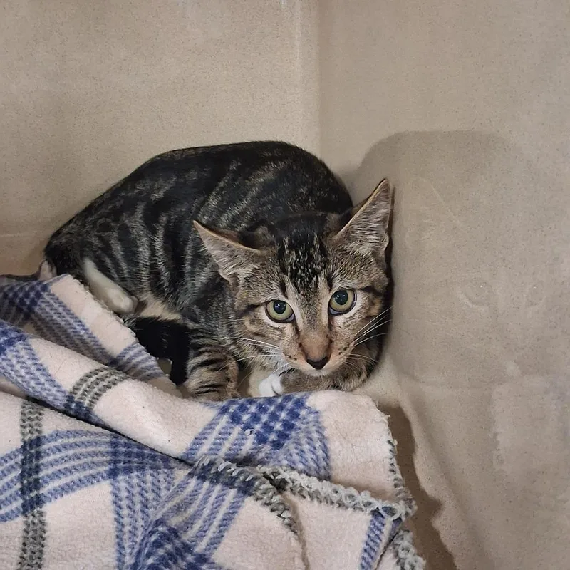 A young medium-sized male Domestic Short Hair cat named Cricket for adoption in Gautier, MS