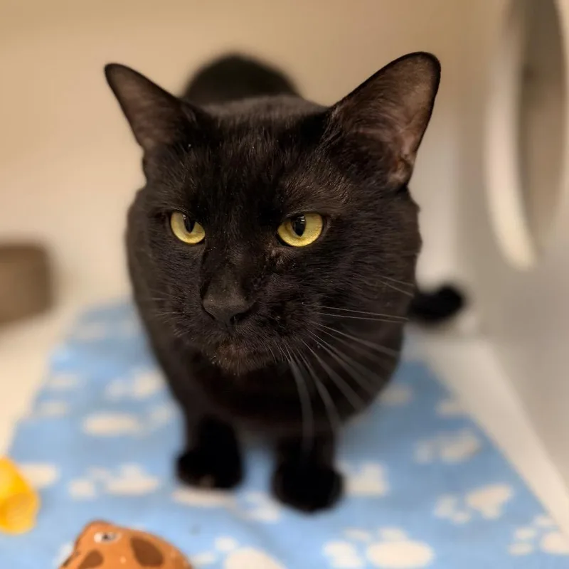An adult large-sized male Black Domestic Short Hair cat named Timber for adoption in Champaign, IL