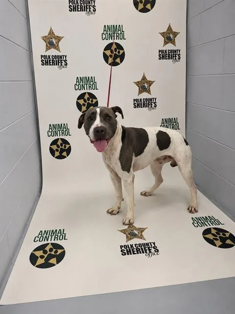 An adult large-sized male Shar-Pei dog named Gilbert for adoption in Winter Haven, FL