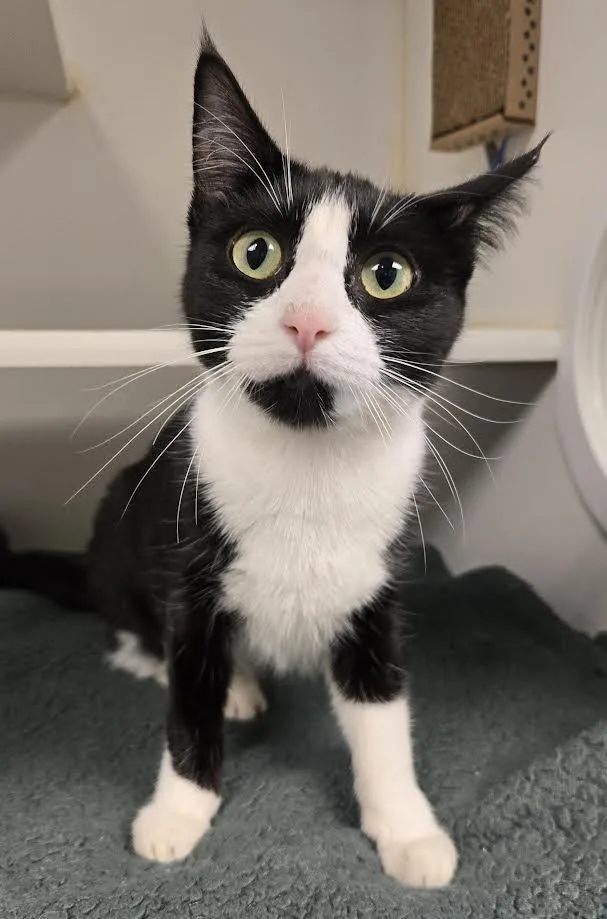 A young medium-sized female Black & White / Tuxedo Domestic Short Hair cat named Rumi for adoption in Bellingham, WA
