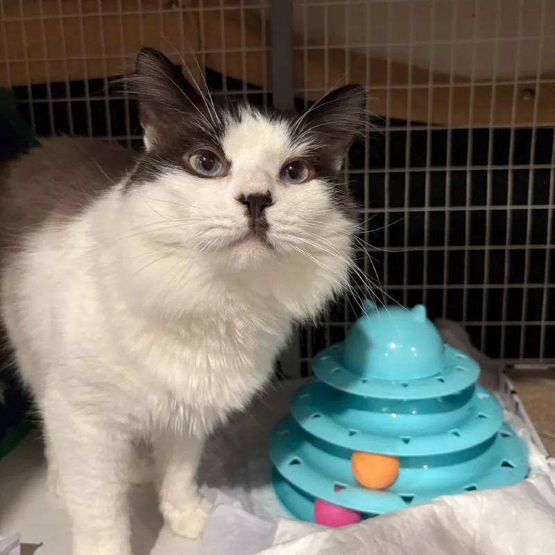 An adult medium-sized male White Domestic Short Hair cat named Pretzel for adoption in Middle Village, NY