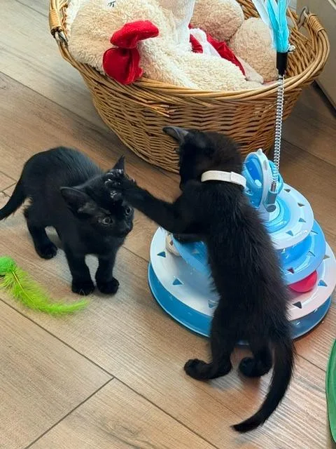 A baby small-sized male Domestic Short Hair cat named Binx for adoption in New Braunfels, TX