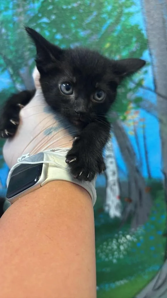 Binx thumbnail 2