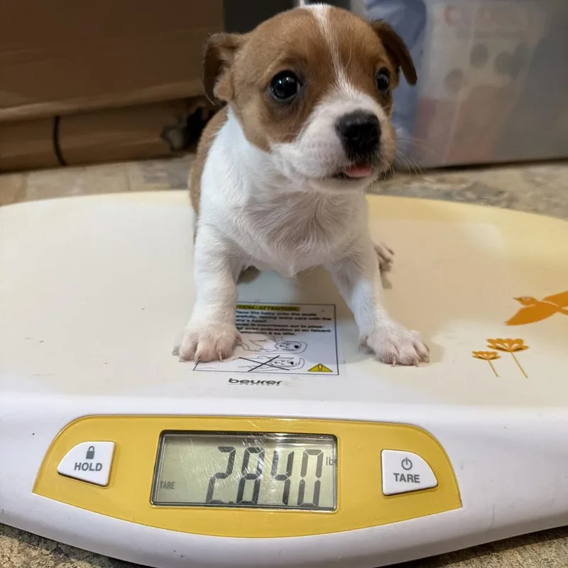 A baby small-sized female Chihuahua dog named Dolly for adoption in Montgomery, TX