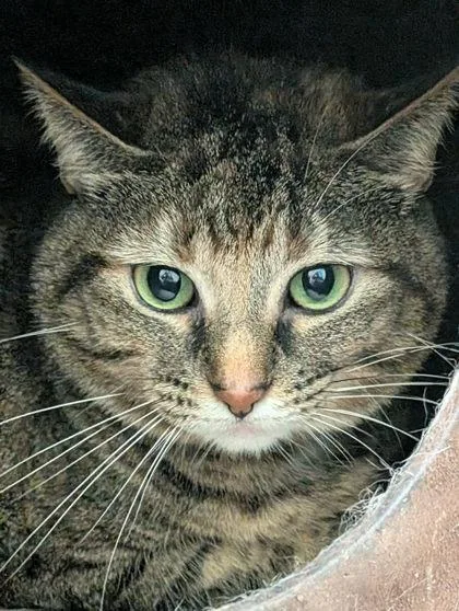 An adult small-sized female Domestic Short Hair cat named Quinn for adoption in La Harpe, KS