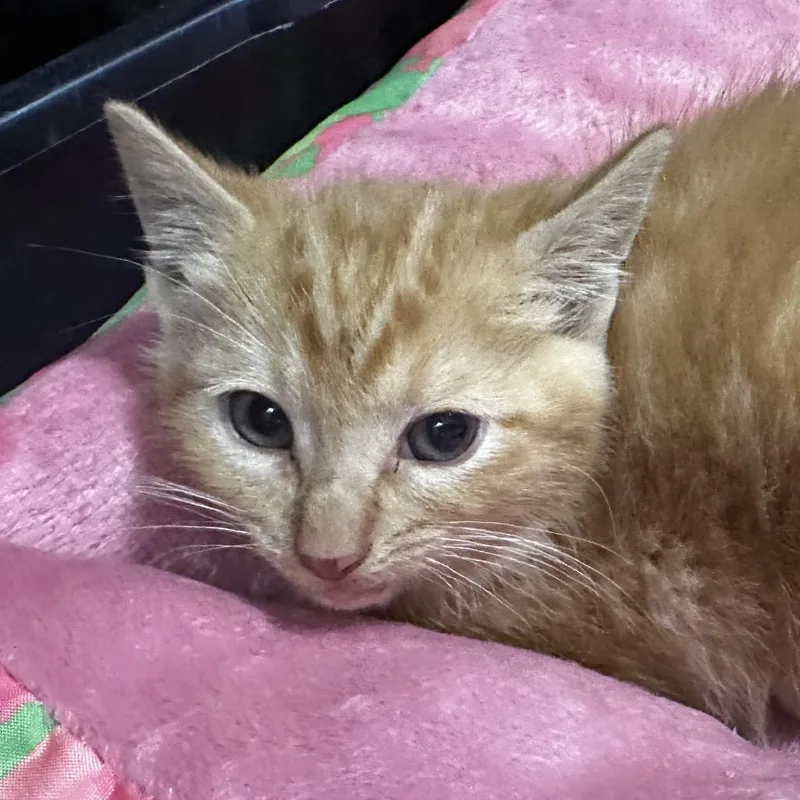 A baby small-sized male Orange / Red Domestic Short Hair cat named Arthur for adoption in Hinsdale, IL
