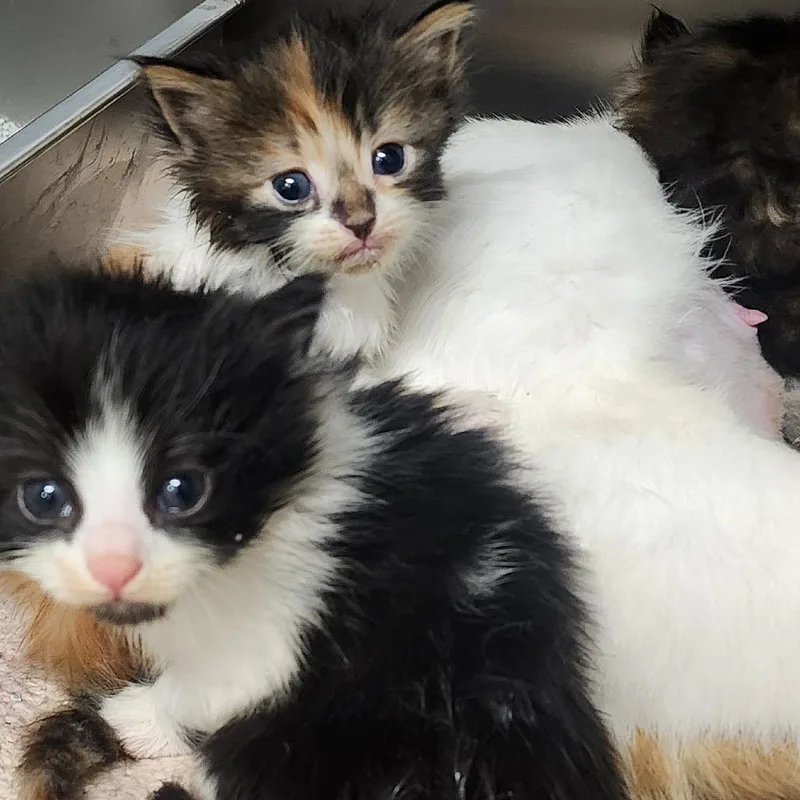 A baby small-sized female Calico Domestic Short Hair cat named Pumpkin for adoption in Evensville, TN