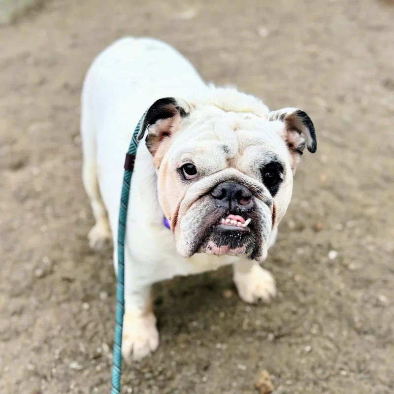 An adult medium-sized male American Bulldog dog named Dunkin for adoption in Oakland, CA