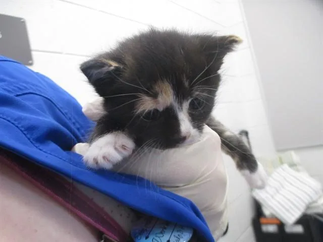 A baby small-sized female Domestic Short Hair cat named Crybaby for adoption in Ocala, FL
