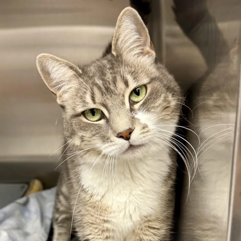 An adult medium-sized female Tabby (Gray / Blue / Silver) Domestic Short Hair cat named Cookie for adoption in Exeter, RI