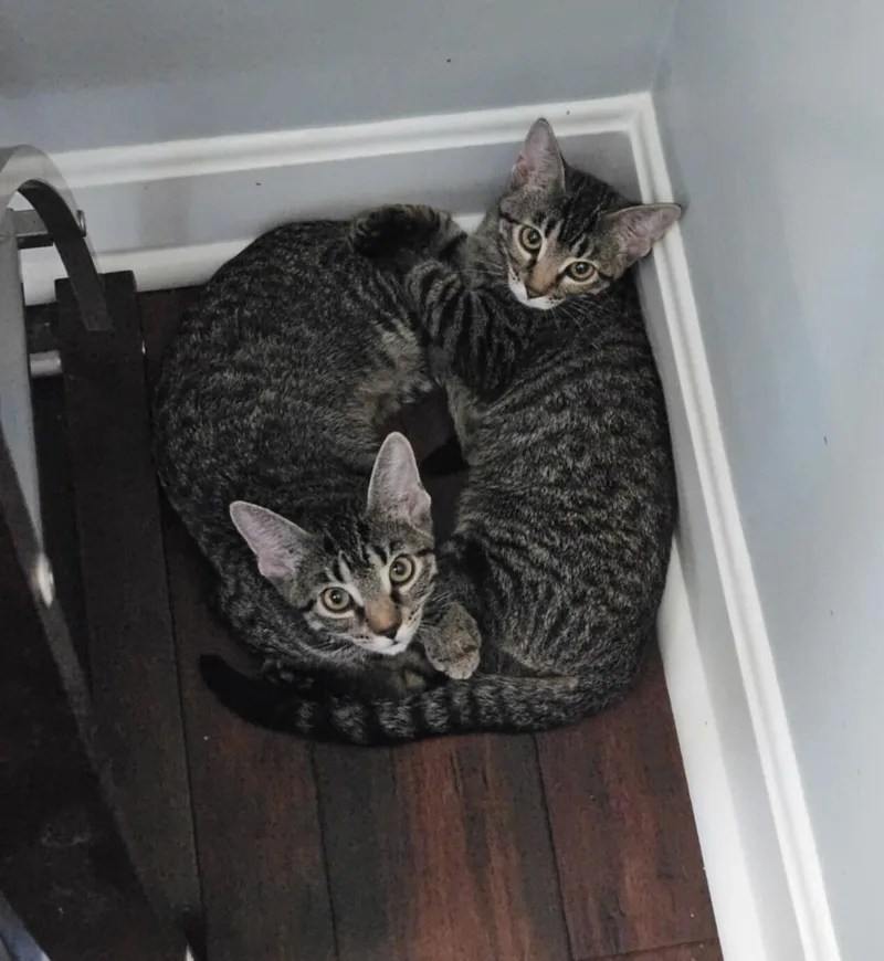 Lucy & Ethel thumbnail 2