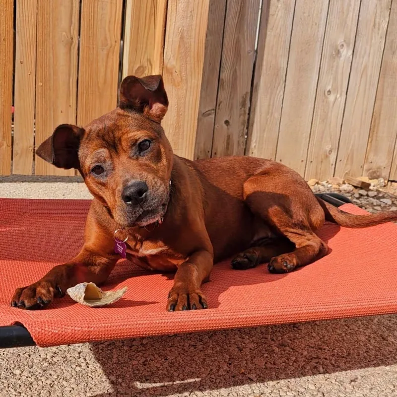 Chickpea thumbnail 2