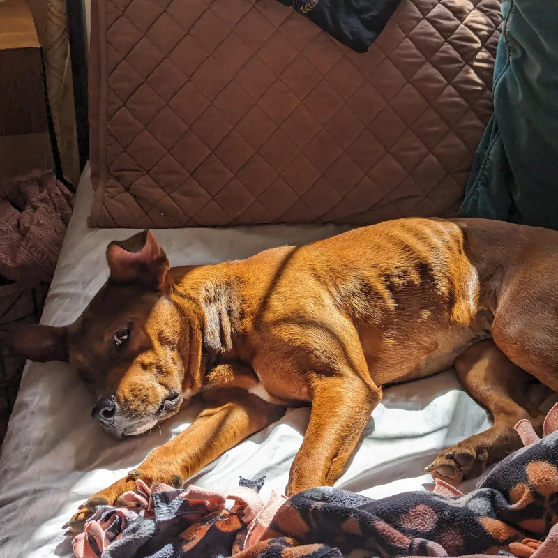 Chickpea thumbnail 3