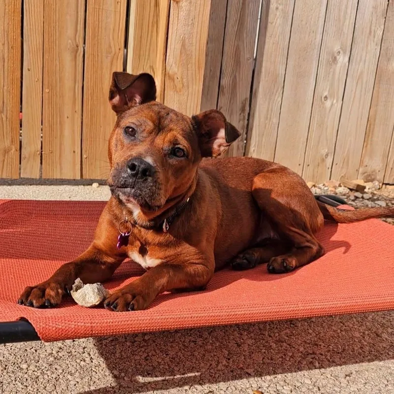 Chickpea thumbnail 4